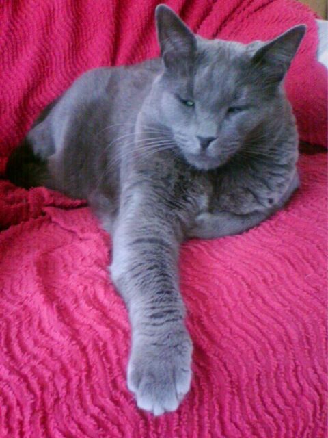Garde d'un chat à mon domicile (ISSOUDUN 36) 0 36100 Issoudun