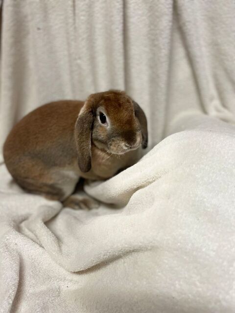 Lapins nains belier rex de race 70 45220 Saint-firmin-des-bois