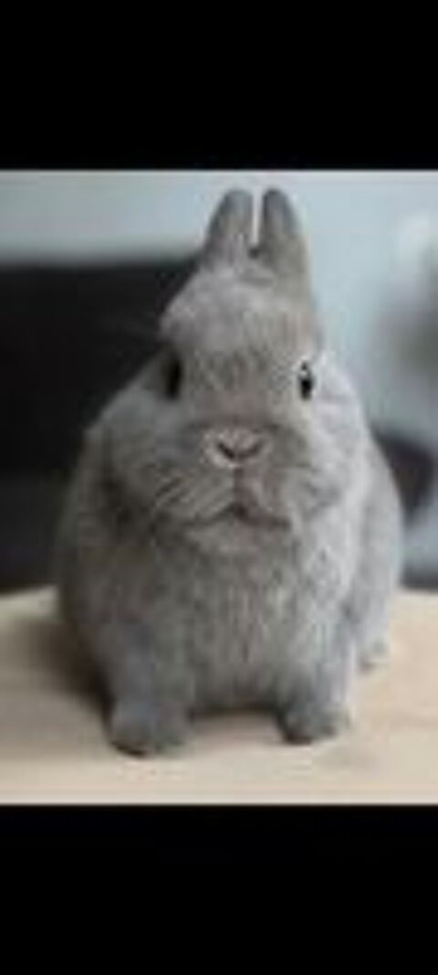   lapin nain  