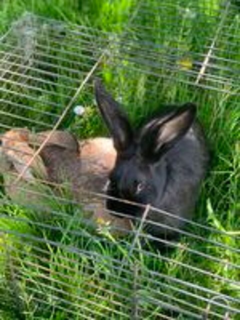   Lapin de ferme  
