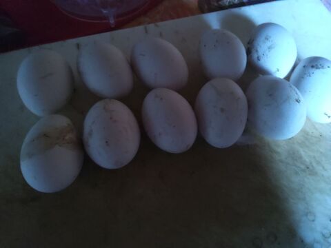 Oeufs 2 40700 Mons�gur