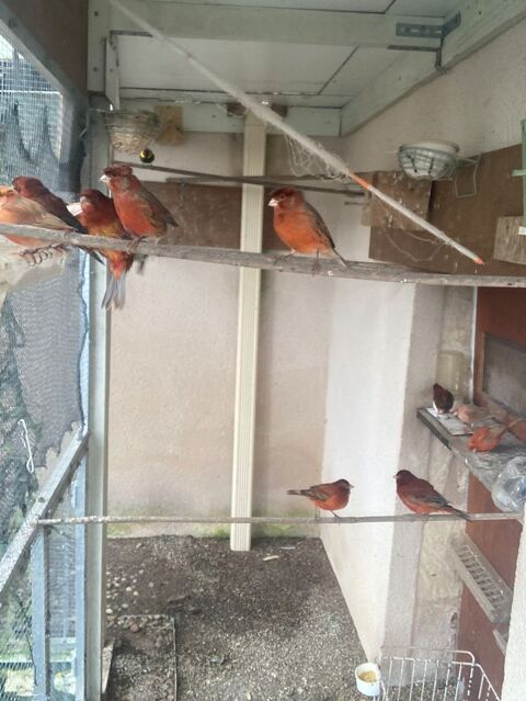 canari rouge agate 25 16260 Chasseneuil-sur-bonnieure