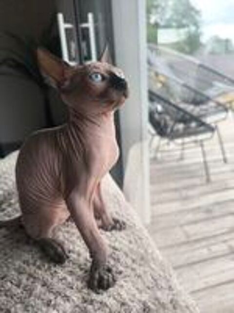   Sphinx femelle mâle 