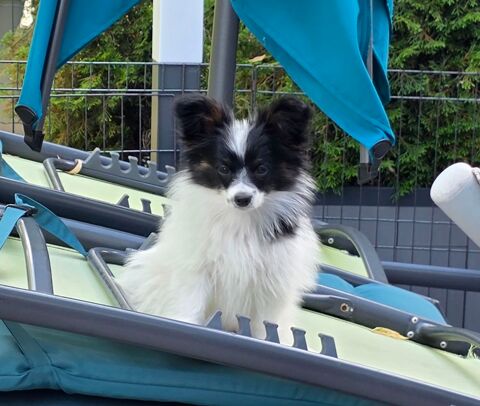 Papillon femelle &agrave; r&eacute;server 2000 25560 Frasne