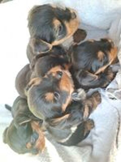   Chiots Yorkshire terrier à réserver 