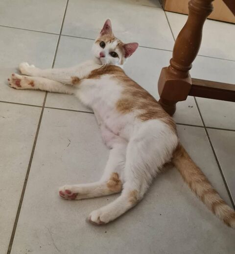 BIDULE chaton m&acirc;le roux et blanc 160 17360 Saint-aigulin