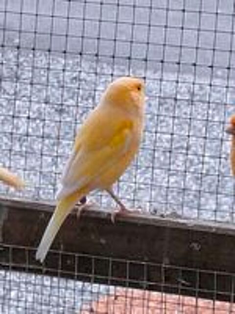   2 mâles canaris  