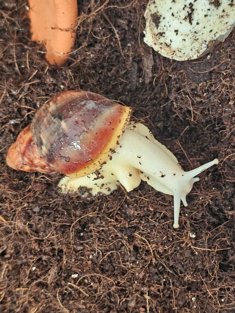   Escargots géant d'Afrique, Archachatina rhodostoma  