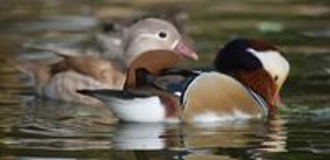   Canards mandarins  