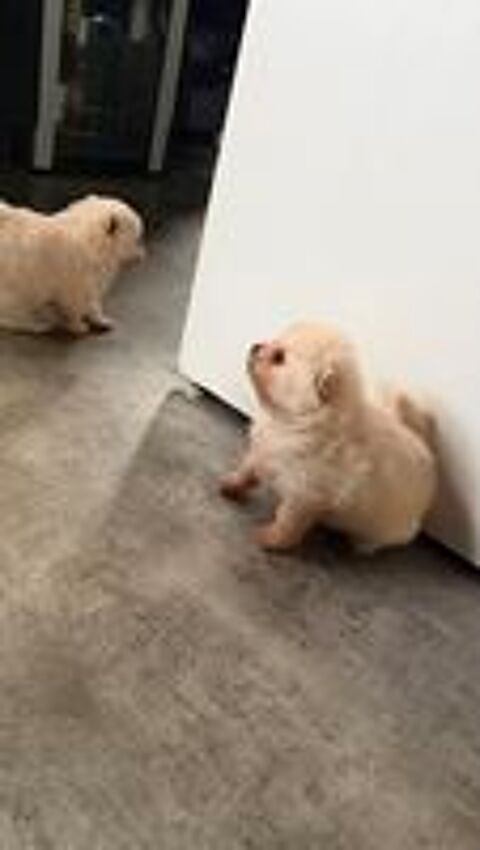   ? Chiots type Spitz Nain (Pomeranian) blancs et sable à rése 