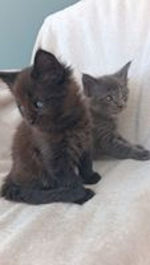  2 chatons Maine Coon mâles LOOF lignées de Champions 
