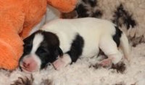   CHIOT LOF FOX TERRIER POIL LISSE, une belle naissance. 