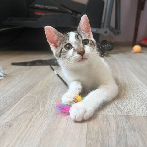 Bambou &agrave; l'adoption 1 26740 Marsanne