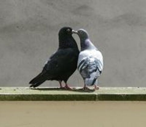  récupère pigeons 
