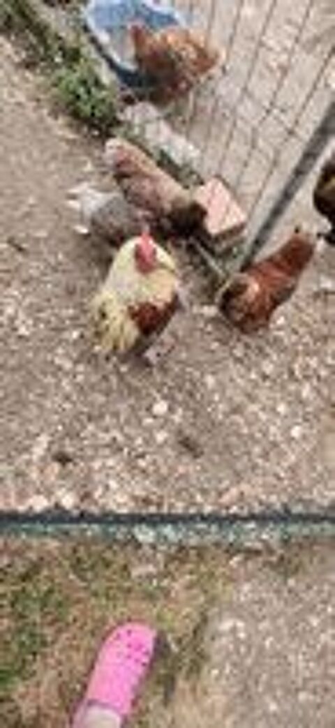   Couple coq et poule  