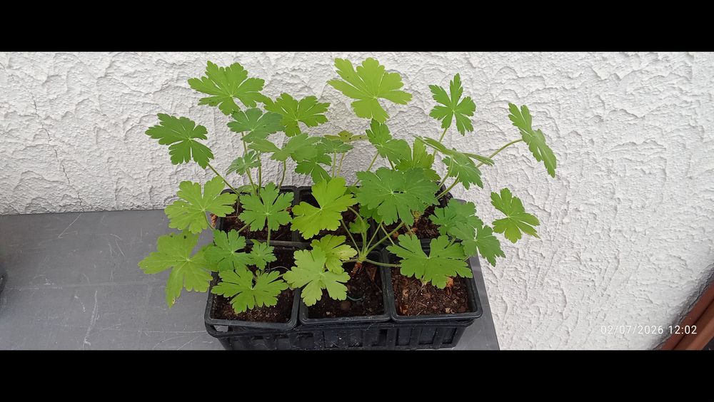 6 GODETS DE GERANIUMS VIVACES ROSES Jardin