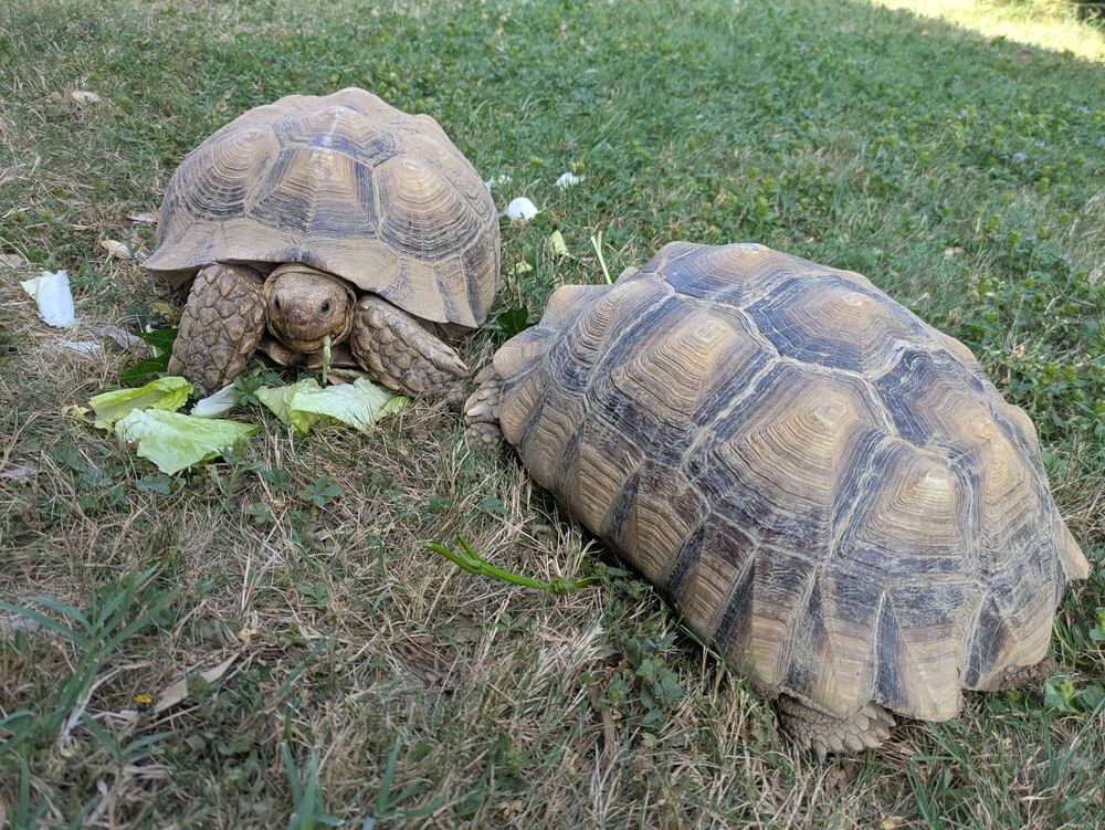 2 tortues sulcata femelles adultes 11kg Jardin