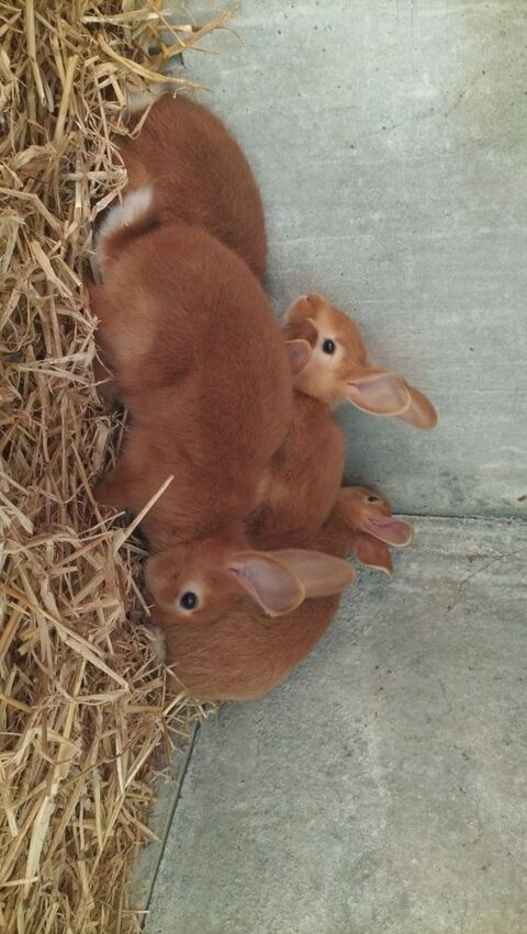 Lapin / Lapereaux Fauve de Bourgogne 10 44210 Le clion sur mer