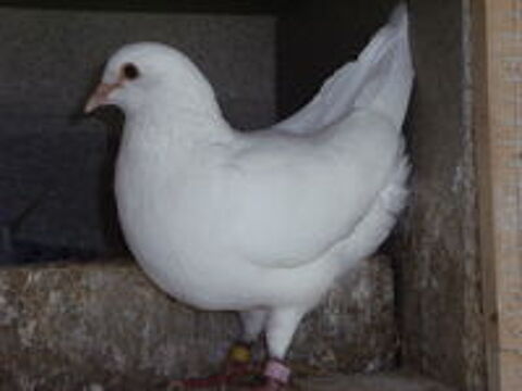   Pigeons reproducteurs hubbell blanc 