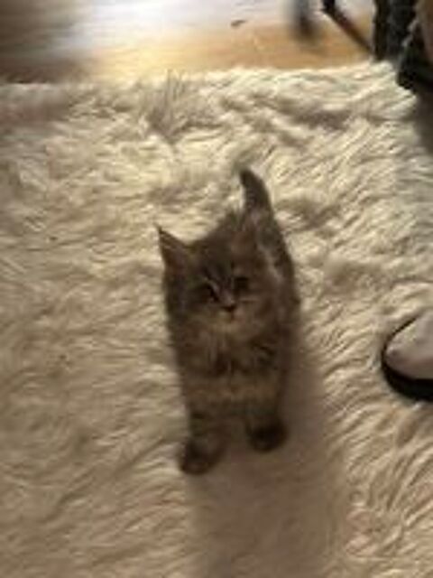   Femelle type Maine coon 