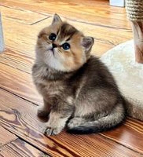   Adorables chatons British Shorthair et Longhair 