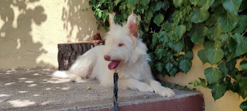 YUKI 🩷 magnifique podenca campanera , une &acirc;me pure qui cherche son premier foyer 315 24140 Douville