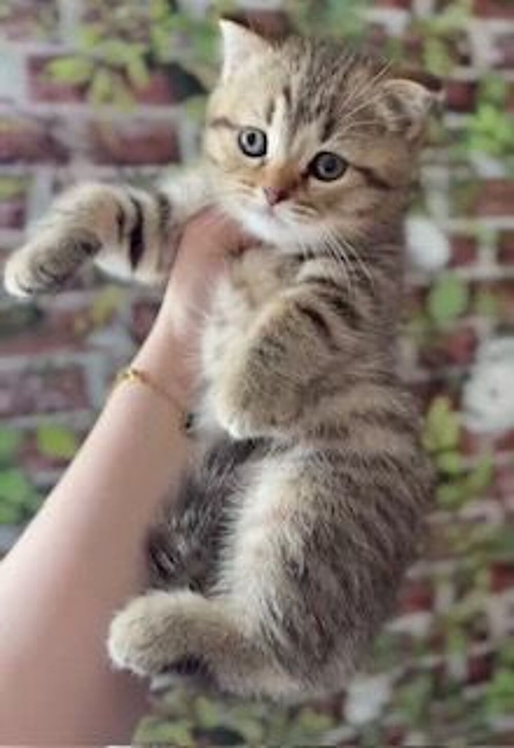   magnifique chaton british shorthair brown tabby 