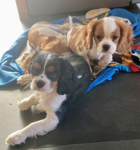 3 adorables chiots cavalier King Charles femelle 1000 54170 Germiny