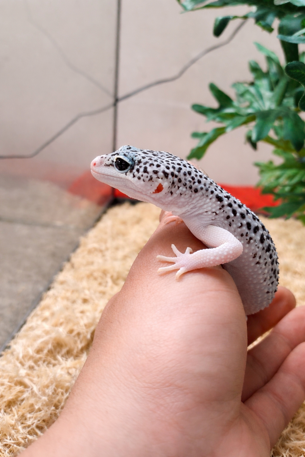   Gecko léopard et python regius  
