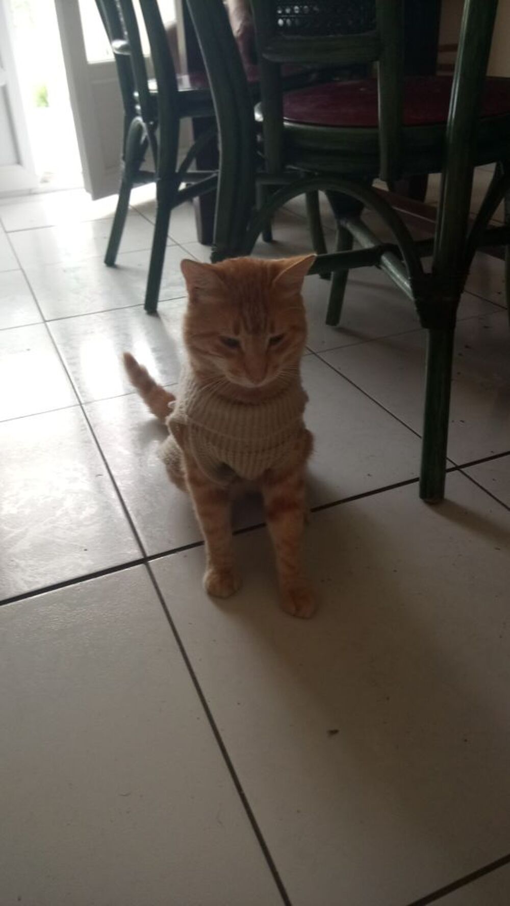 Je suis Audrey Invalide je recherche petit manteau chien Vêtements