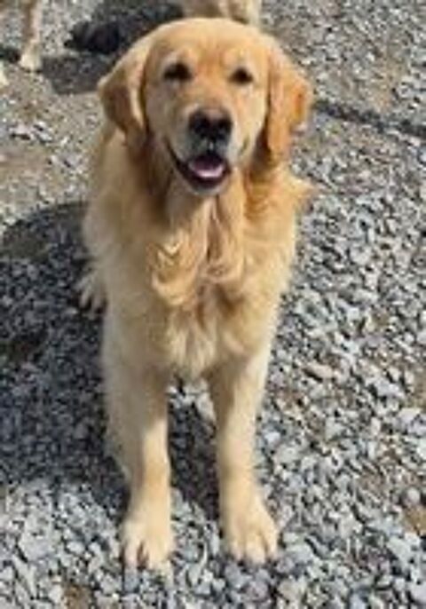   GOLDEN RETRIEVER NON LOF-FEMELLE 