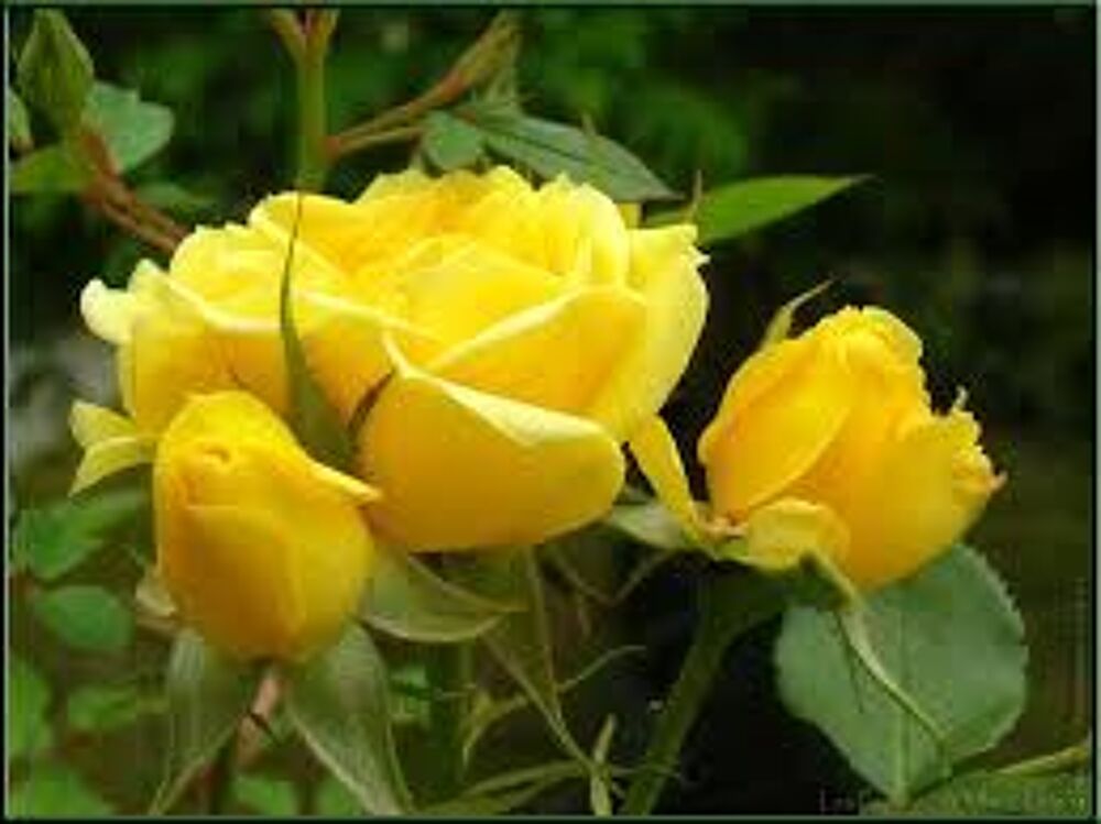 1 plant de rosiers sans epines jaunes Jardin
