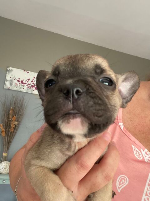 Chiots bouledogue fran&ccedil;ais disponible le 20.07  900 33210 Preignac