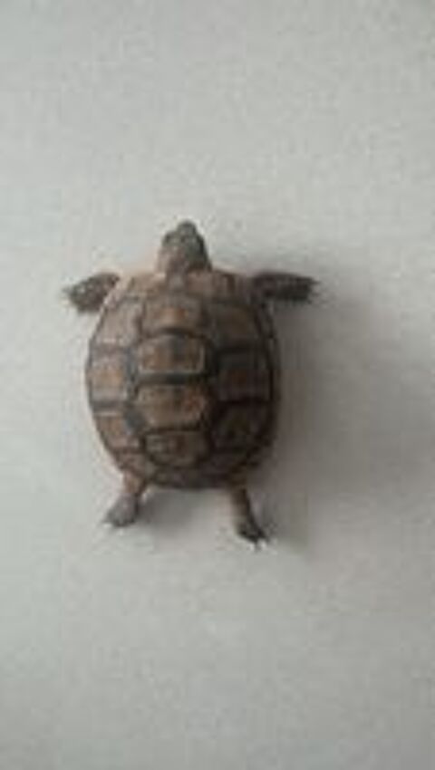   Bébé tortues terrestres mauresque grecque 