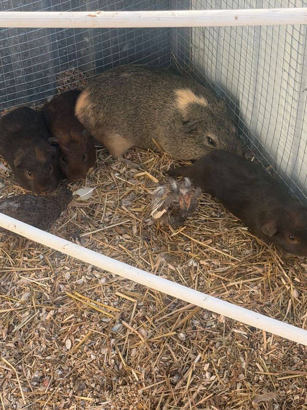   Petit cochon d'Inde 