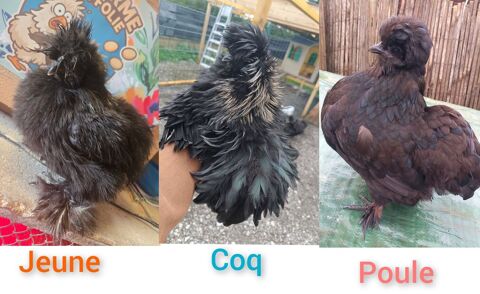 Trios silkie 55 71360 �pinac