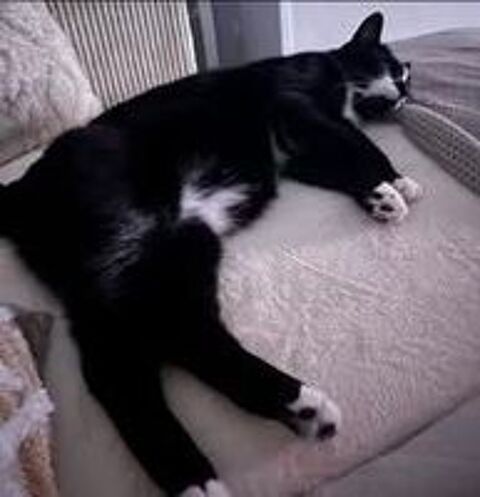   Chat GHOST à l adoption 
