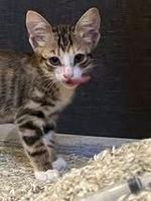   Chat THELMA à l adoption 