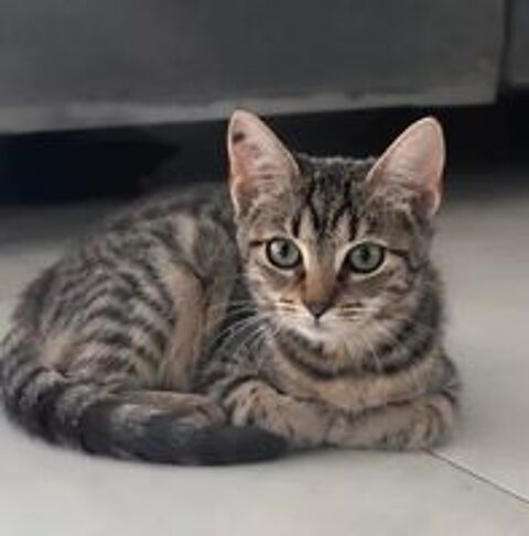   Romy gentille chatte 5 mois cherche famille 