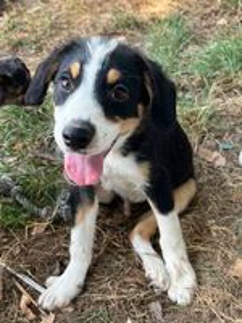   Chiot bouledogue français croisé berger australien  