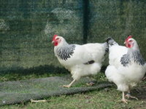    Oeufs poule SUSSEX HERMINEE noire pure race 