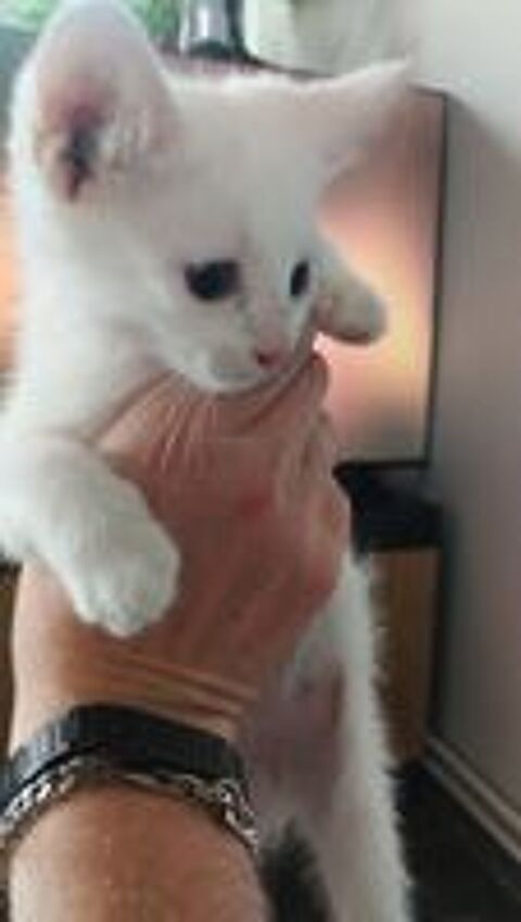   Chaton a donner 