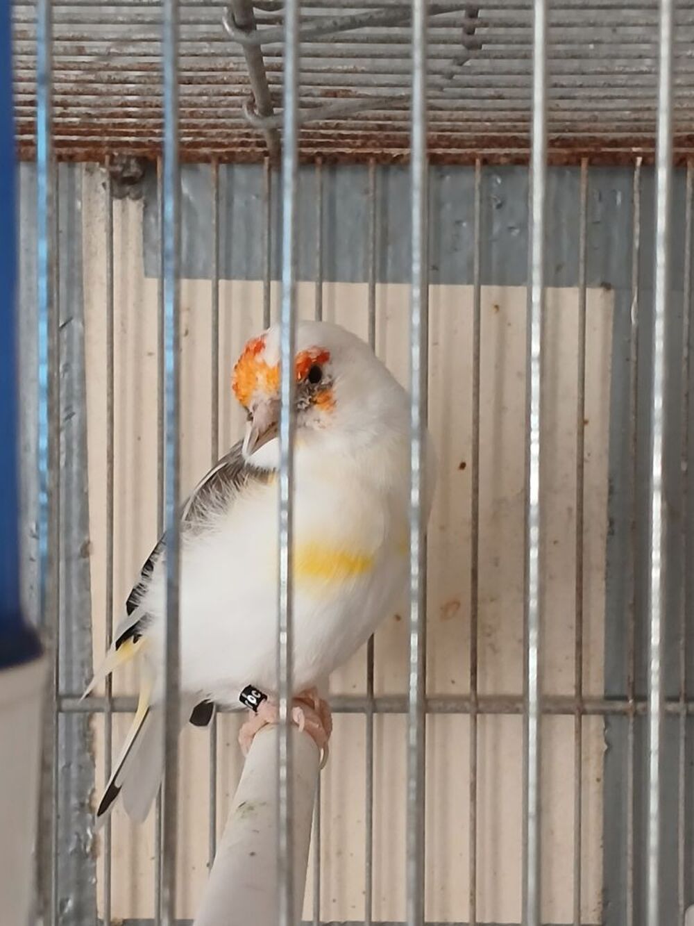   Canaris mutation panacher baguer 