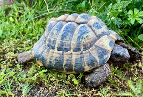 TORTUE TERRESTRE ADULTE 300 16400 Vœuil-et-giget