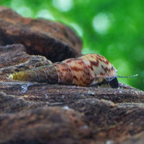  Escargot mélanoïde  