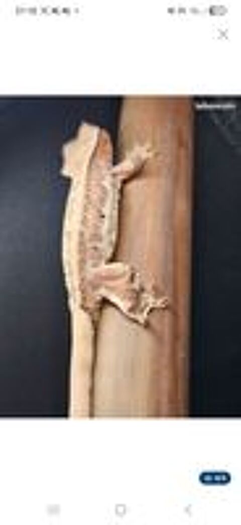   Gecko a crete  