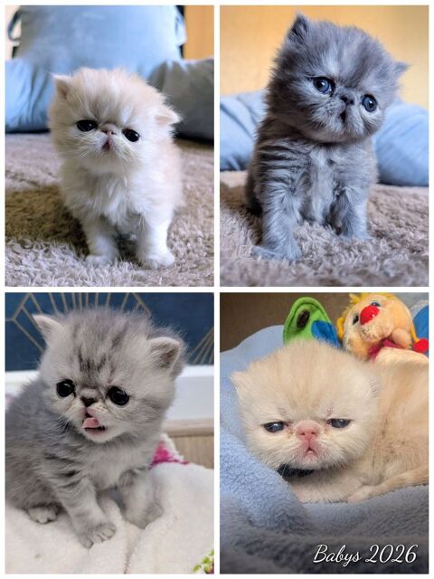 Chaton exotic shorthair et persan &agrave; r&eacute;server 750 67330 Bouxwiller