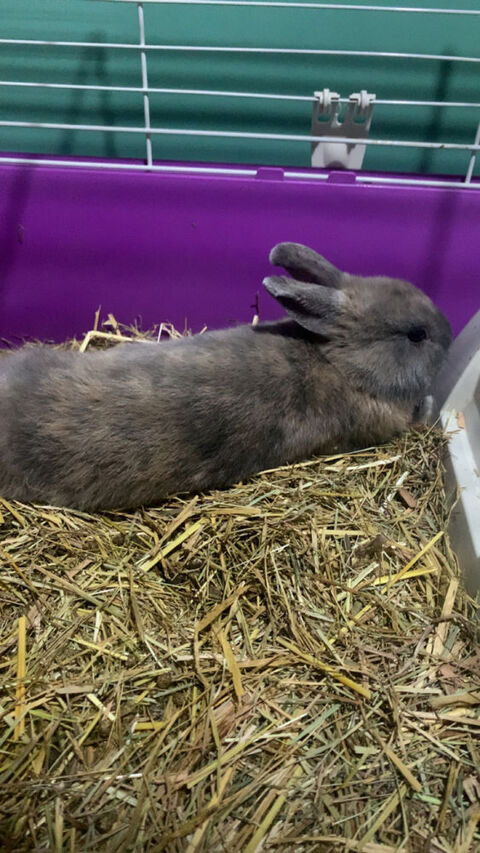 lapin nain 35 63300 Thiers