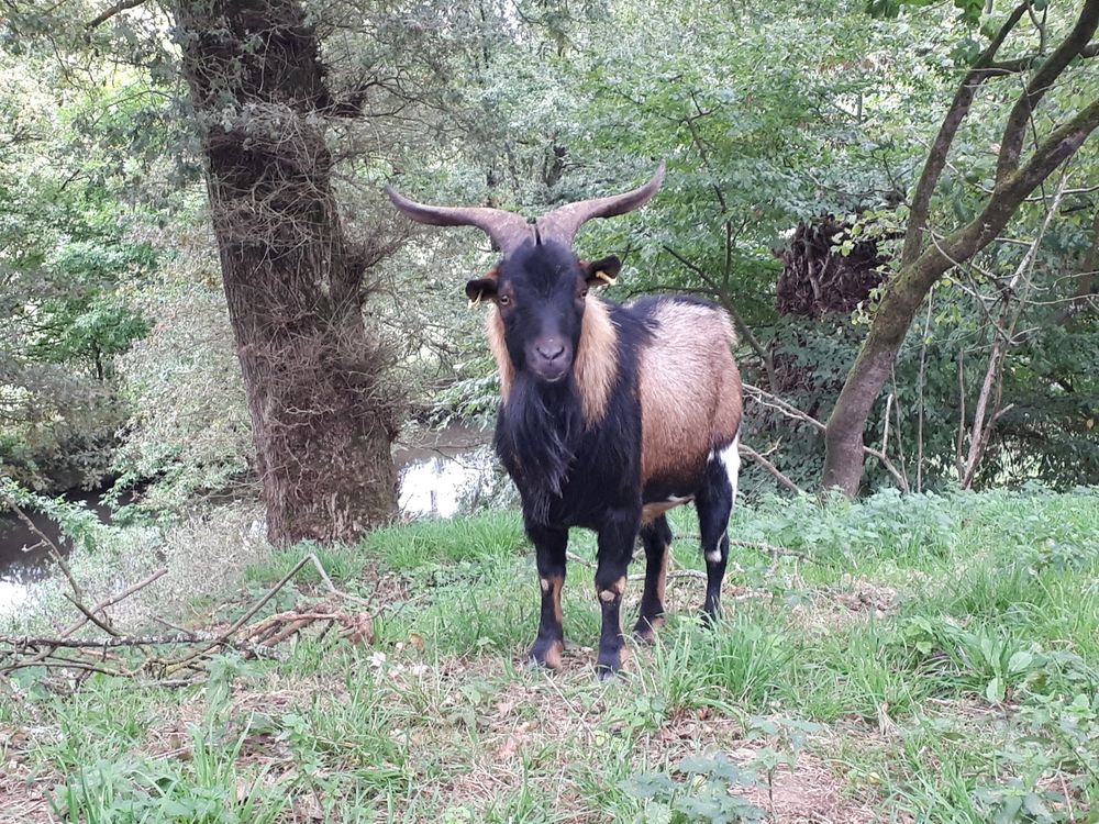   Titan, bouc type alpin à adopter 