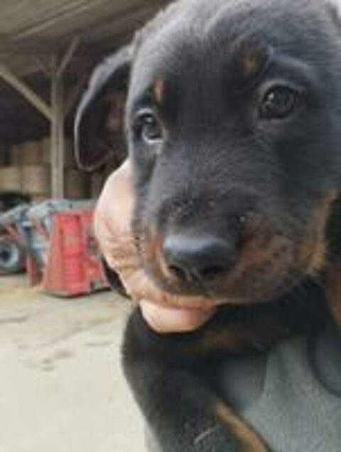   CHIOTS Beaucerons  